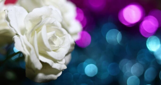 beautiful white rose in front of glittering blue tinsel bokeh background