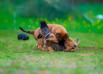 Two belgian shepherd malinois puppies playing in the grass