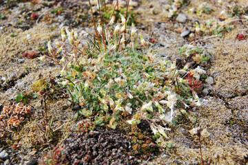 petite fleur sur la mousse
