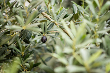 Olives on the tree. Landscape Harvest ready to make extra virgin olive oil.