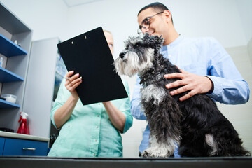 Well behaved domestic terrier dog with the owner at the veterinarian visit - obrazy, fototapety, plakaty