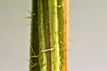Urticating hair (stimulus, cnida) of nettle. Visible glandular trichomes with burning...