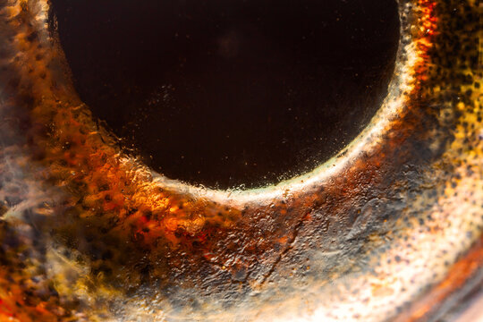 Memento Mori. The ultra macro eye of a dead fish reflects emptiness, utter darkness;. Thousand yard stare. This is the fish that Christ fed to the people 2000 years ago