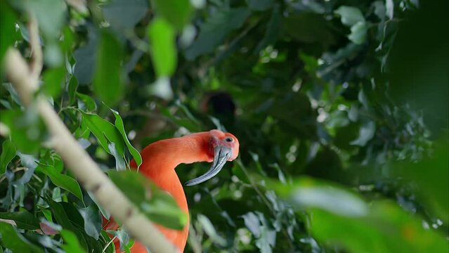 Lonely red ibis amidst green trees vertical video close-up of beautiful unique bird species Red ibis in nature beauty of wildlife. Red ibis example of avian diversity and natural elegance.