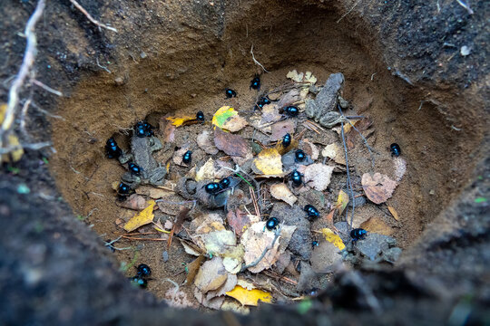 These bugs are trapped in a deadly trap. The dorbeetles fell into a man-made hole in the sandy soil