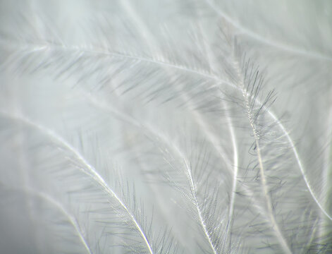 Downy duck feather, vexillum, undercoat , pinnula and quill. Keratins - horny substance can be subtle and graceful. Extreme close up