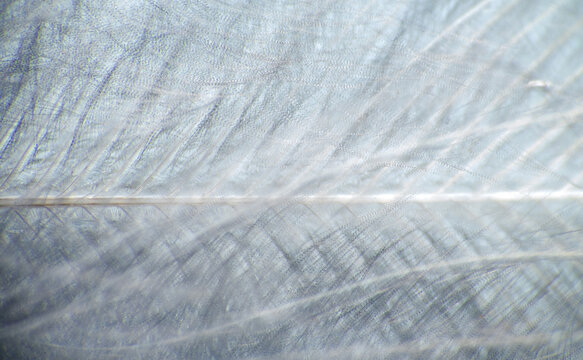 Downy duck feather, vexillum, undercoat , pinnula and quill. Keratins - horny substance can be subtle and graceful. Extreme close up