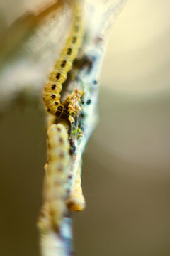 Caterpillars of weave moth yponomeuta evonymella. Macro photography caterpillar, soft focus.