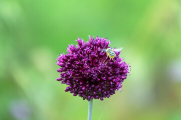 Broadleaf wild leek (Allium atroviolaceum) onions grow in deposits (dry steppe) of the northern Black Sea region and Crimea. Many nectarophages and pollinators of flowers: wild bee