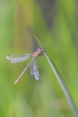 Lestes sponsa - emerald damselfly - in their natural habitat