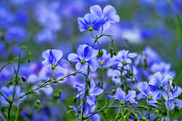 Long-stalked flax (Linum usitatissimum) blooms massively in large areas of dry steppe. Northern...