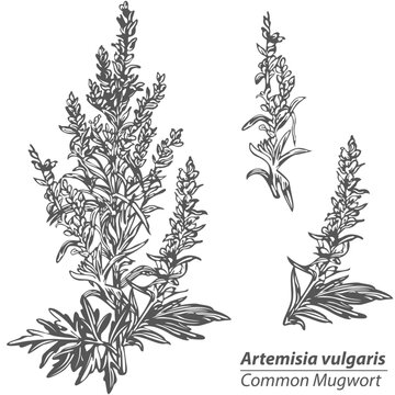 Vector of Common Mugwort