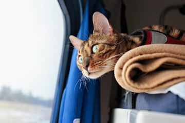 Beautiful bengal cat looking out the window of the train car © Anton