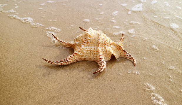 Closeup of a Natural Chiragra Spider Conch Shell Isolated on Sandy Beach with Bubble of Sea Waves