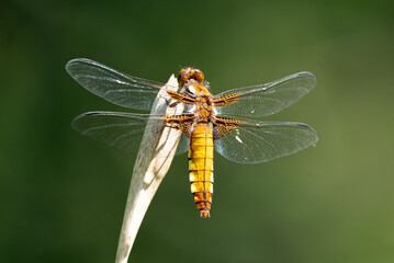 Close Up of a Dragonfly