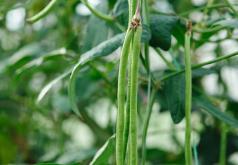 Obraz premium Long bean plants in growth at vegetable field