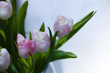 Beautiful, fresh, white-pink tulips in a vase. Photo with shallow depth of field for blurred background.