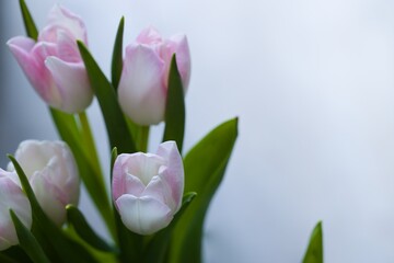 Beautiful, fresh, white-pink tulips in a vase. Photo with shallow depth of field for blurred background.