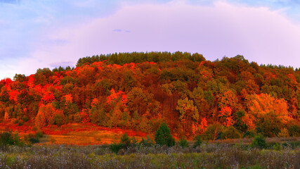 Panorama Autumn landscape. with yellow maple. Lonely tree with yellow and bright leaves. A winding road, the ground strewn with leaves Autumn concept. landscape in the park. close-up.postcard
