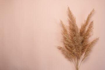 Dry pampas grass reeds on beige background. Beautiful pattern with pastel colors. Minimal, stylish,...
