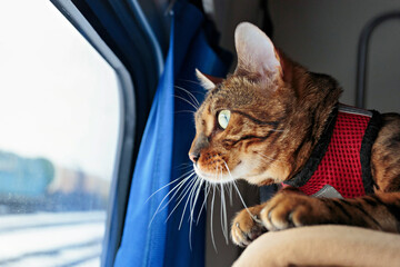 Beautiful bengal cat looking out the window of the train car © Anton