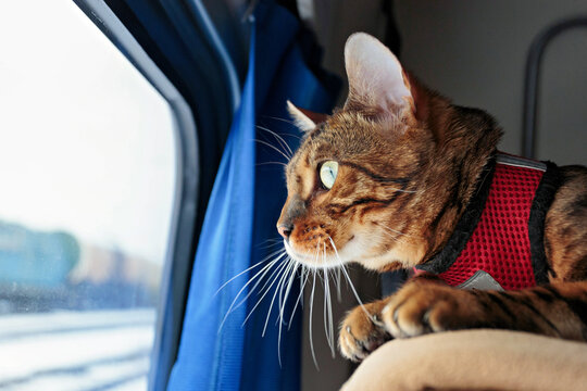 Beautiful bengal cat looking out the window of the train car