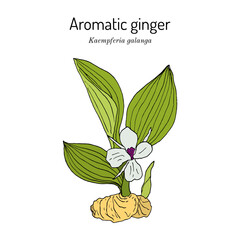Aromatic ginger (Kaempferia galanga), edible and medicinal plant
