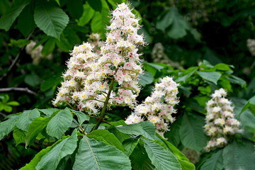Branch of chestnut tree with flowers. - 730825443