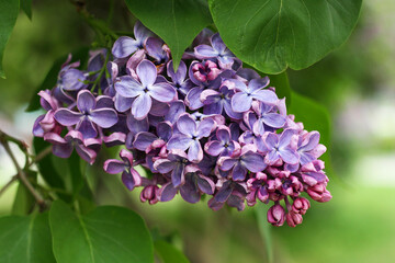 Branch of purple lilac. - 730825456