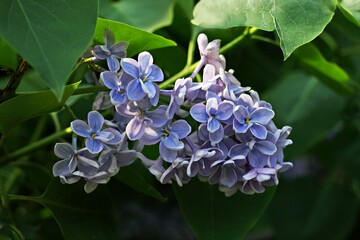 Branch of purple lilac. - 730825480