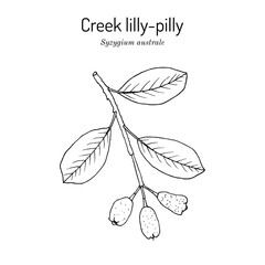 Creek lilly-pilly (Syzygium australe), edible, ornamental and medicinal plant