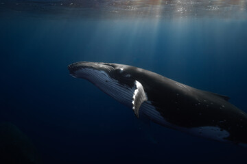 Baleine à bosse Polynésie Moorea © Baptiste