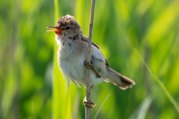 Chirping Reed Warbler