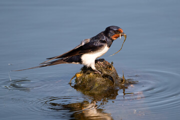 Barn Swallow in the Water