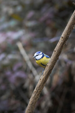 winter's cinciallegra