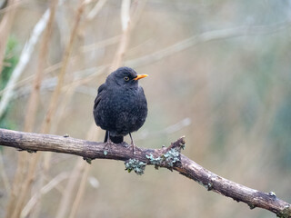 Amsel (Turdus merula)