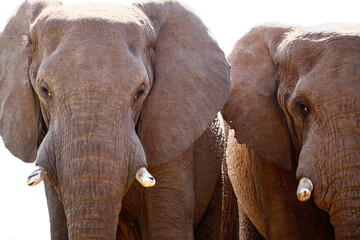 Naklejka premium Elephants in the wild.