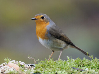 Rotkehlchen (Erithacus rubecula)