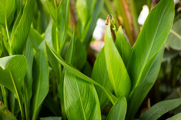 Tropical banana leaf. Leaves texture. Green background