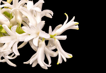 Delicate spring flower of white Hyacinth isolated on black  background, close up