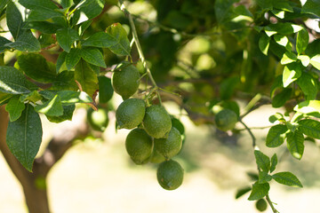 Green lemon on the tree blurred green background. An excellent source of vitamin C. Blurred green lemon on the tree. Green background