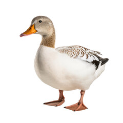 Obraz premium Duck full body portrait, side view, transparent, isolated on white background