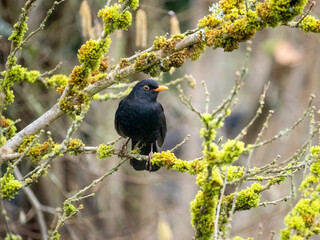Amsel (Turdus merula)
