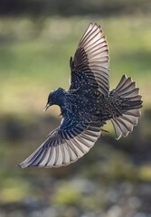 Star (Sturnus vulgaris)