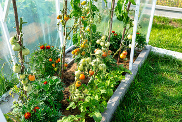 Backyard greenhouse made of foil standing on the grass behind the house, visible young tomato...