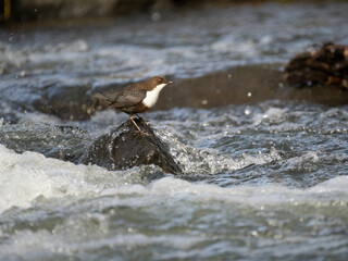 Wasseramsel (Cinclus cinclus)