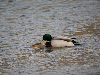 Stockente und Gänsesäger