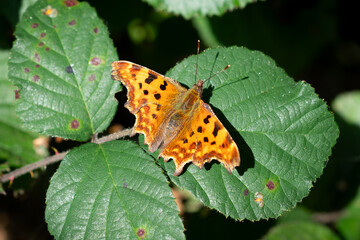 Comma Butterfly on a Leaf