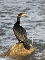 Kormoran (Phalacrocorax carbo)