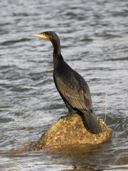 Kormoran (Phalacrocorax carbo)